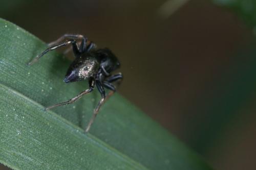Heliophanus sp.